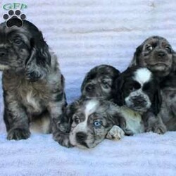 Beauty/Cocker Spaniel									Puppy/Female	/May 2nd, 2024,Are you looking for a charming Cocker Spaniel puppy with a gorgeous soft coat and gentle eyes? You must meet our beautiful puppies! Each puppy in this litter comes up to date on shots and dewormer and is vet checked. Our puppies are family raised and socialized with children and other dogs. If you are seeking a friendly, intelligent, and loving puppy contact us today! 