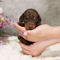 Chip/Dachshund									Puppy/Male	/6 Weeks,This tiny boy is ready to find his forever family. He is so gentle, sweet and loving. His parents are genetically tested. He has begun early socialization and enrichment. He has been seen by our certified veterinarian, microchipped and will get sent home with a pre-paid registration and an online pre-paid K9 Master Class to kick-start training! 