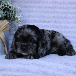 Beauty/Cocker Spaniel									Puppy/Female	/May 2nd, 2024,Are you looking for a charming Cocker Spaniel puppy with a gorgeous soft coat and gentle eyes? You must meet our beautiful puppies! Each puppy in this litter comes up to date on shots and dewormer and is vet checked. Our puppies are family raised and socialized with children and other dogs. If you are seeking a friendly, intelligent, and loving puppy contact us today! 