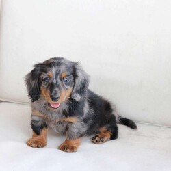 Milo/Dachshund									Puppy/Male	/May 9th, 2024,To contact the breeder about this puppy, click on the “View Breeder Info” tab above.