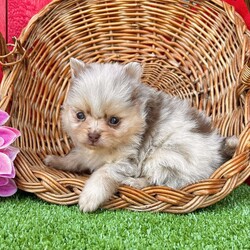 Snuggles/Pomeranian									Puppy/Female	/9 Weeks,  Snuggles is a beautiful tiny chocolate and Tan Merle purebred Akc registered Pomeranian puppy! If you are looking for that perfect tiny puppy to carry along everywhere then look no farther! Great quality teddy bear face and thick coat! Family raised and well socialized! Up to date with all shots and dewormings! Comes with a health guarantee! Has been microchipped! Delivery available! Contact us today to get your new family member!