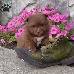 Pixie/Pomeranian									Puppy/Female	/6 Weeks,  Pixie is an adorable little chocolate purebred Akc registered Pomeranian puppy! She’s got the perfect white chest patch and some white on her toes! Great quality teddy bear face and thick coat! Family raised and well socialized! Up to date with all shots and dewormings! Comes with a health guarantee! Has been microchipped! Delivery available! Contact us today to get your new family member!