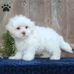 Kody/Maltese									Puppy/Male	/May 1st, 2024,Are you searching for a delightful Maltese puppy to snuggle and hold? This precious little cutie is up to date on shots and dewormer and vet checked. Our puppies are well socialized and family raised. Maltese are friendly and adorable with sweet personalities! If you are seeking the perfect pup contact Barbie today!