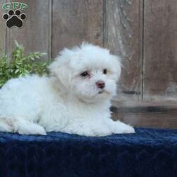 Kody/Maltese									Puppy/Male	/May 1st, 2024,Are you searching for a delightful Maltese puppy to snuggle and hold? This precious little cutie is up to date on shots and dewormer and vet checked. Our puppies are well socialized and family raised. Maltese are friendly and adorable with sweet personalities! If you are seeking the perfect pup contact Barbie today!