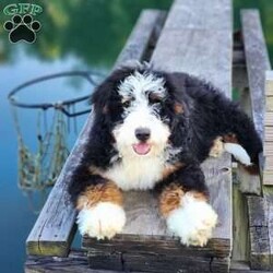 Mr Beast/Bernedoodle									Puppy/Male	/17 Weeks,Magnificent F1 medium bernedoodle teddybear…with stunning disposition…he will be approximately 50 – 60 lbs full grown…medium size with true bernese characteristics…amazing confirmation… Extremely intelligent…  any training will be a breeze… Very loyal and sweet just like a bernese mountain dog… He is an absolutely stunning specimen… All your neighbors will be jealous… These genetics are proven… For their stunning appearance… Deep rich non fading colors… Combined with the sweetest personality perfect for a service dog or therapy dog…the possibilities are endless… I highly recommend that you come meet us in person… or set up a time for a video call…