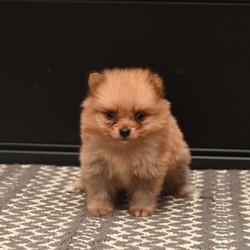 Georgia/Pomeranian									Puppy/Female	/6 Weeks,To contact the breeder about this puppy, click on the “View Breeder Info” tab above.