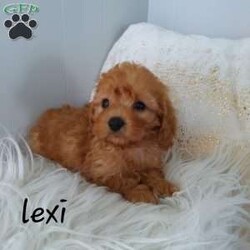 Lexi/Cavapoo									Puppy/Female	/13 Weeks,Hey there, My name is Lexi! I am a very beautiful female F1B Cavapoo puppy. I was born on April 22nd, 2024. I am such a sweet girl! I’m looking for my new family, could that be with you? If you choose me I will come home to you vet checked. My mom is a Cavapoo and my dad is an AKC Registered Mini Poodle. If you think that I would make the perfect addition to your family, then please call or text to find out more information about me! 