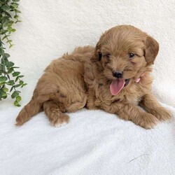 Paris/Mini Goldendoodle									Puppy/Female	/6 Weeks,Paris is an adoreable F1B Miniature Goldendoodle puppy.  Her mother is a miniature Goldendoodle who is around 20lbs. and her father is a red miniature poodle who is around 9lbs.  She comes with a health guarentee, record of all vaccines and deworming and her vet health certificate along with a familar toy, blanket with mom’s scent and some of her food that she’s used to eating.  You’re welcome to come for a visit!