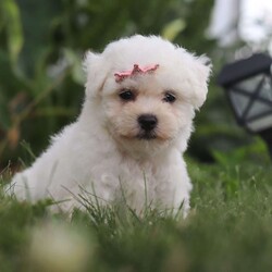 Bell/Bichon Frise									Puppy/Female	/7 Weeks,Introducing Bell, an irresistibly adorable ACA Bichon puppy looking for her forever home! With fluffy fur and eyes that sparkle with curiosity, this little girl is ready to fill your home with joy. She has a heart full of love and a playful spirit that will fill your home with laughter. Whether cuddled up on the couch or exploring the great outdoors she is ready to bring endless joy and companionship to the lucky family that opens their hearts to her boundless affection. Her playful demeanor makes her a wonderful companion for both individuals and families alike. Plus her fluffy coat is hypoallergenic, making her perfect for those with sensitivities. The momma is named Marigold. She has a heart of gold and is the best momma to the puppies. Dad is handsome boy named Cody. He has a goofy personality and keeps us all entertained. All of our pups are up to date on all vaccines and dewormer, are microchipped, and come with our two year genetic health guarantee, and they have received a full, nose to tail exam from our vet. If you have any more questions or would like to schedule a visit you can call anytime Monday-Saturday. Thanks! Christ and Joanna Troyer 