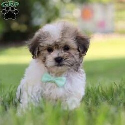 Knox/Shih-Poo									Puppy/Male	/8 Weeks,Introducing Knox the Shihpoo puppy – a delightful blend of Shihtzu and Mini Poodle! This little charmer is filled with love and energy, and he has a soft hypoallergenic coat that’s perfect for cuddles and playtime alike. With expressive, soulful eyes that will melt your heart, he is not just a pet, but a lifelong companion. This breed is known for their intelligence and gentle nature, which makes them the perfect addition to any loving family. Whether frolicking in the backyard or snuggling on the couch, he brings a perfect balance of affection and energy. The Mama, Arya is a 12 lb Shihtzu girl. Her friendly and outgoing personality attracts everyone to her! The Dad, Tucker is a 10 lb Mini Poodle. He is super intelligent and he loves hanging out with his people. This baby is microchipped, up to date on vaccines and dewormer and will be vet checked by our veterinarian. We also include our 30 day health guarantee. If you have any questions or if you are interested in meeting this little one, please call or text me anytime Monday through Saturday. -Lori Barkman