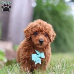 Auburn/Miniature Poodle									Puppy/Male	/8 Weeks,Introducing Auburn! This Mini Poodle cutie is a bundle of joy wrapped in fur. With his heart-melting eyes and fluffy ears, he is ready to steal your heart from the moment you meet him. This darling boy thrives on attention and playtime. Whether it’s a game of fetch or a snuggle session on the couch, he is always up for some fun and cuddles. His infectious energy and bubbly personality make every moment spent with him an absolute delight. With his soft, wiggly tail and endless enthusiasm, she will quickly become the center of attention wherever he goes. Get ready to embark on countless adventures and make cherished memories with this lovable little companion by your side.