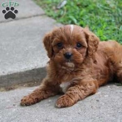 Captin Morgan/Cavapoo									Puppy/Male	/8 Weeks,Hey There, My name is Captin Morgan! I am a very cute male Cavapoo puppy. I was born on May 25th, 2024. I am such a sweet and playful little boy! I am looking for my new family, could that be with you? If you choose me I will come home to you vet checked and microchipped. If you think that I would make the perfect addition to your family, then please call or text to find out more information about me! 