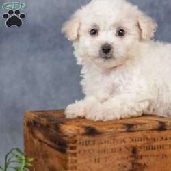 Scarlett/Bichon Frise									Puppy/Female	/7 Weeks,Are you ready to welcome a new puppy into your family? Scarlett is a cute and cuddly Bichon Frise puppy! Up to date on shots & wormer , vet checked, Family raised and is socialized with kids.  If you want to learn more about Scarlett to see how to make this sweet pup yours, please call paw Tale Puppies  today.