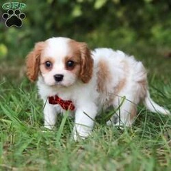 Goofy/Cavalier King Charles Spaniel									Puppy/Male	/7 Weeks,Goofy is the definition of “pawsitively” delightful! He has the cutest little face of a AKC Cavalier King Charles Spaniel, always ready to brighten your day with his playful antics. This little guy is incredibly affectionate and loves snuggles, making the perfect cuddle buddy. With bright eyes that seem to sparkle with mischief and warmth, he is always ready to embark on a new adventure or curl up by your side for a relaxing afternoon nap. Whether he’s impressing you with his quick learning abilities during training sessions or showering you with licks and tail wags, his joyful spirit and gentle demeanor make him an irresistible addition to any loving home. His friendly nature, boundless energy and little sparks of spunk will keep you entertained, and his endearing loyalty will warm your heart.