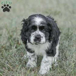 Knight/Cocker Spaniel									Puppy/Male	/June 16th, 2024,Meet our adorable and cuddly Cocker Spaniel puppies! They are family raised and well socialized. Our children love to give them hugs and snuggles. Our puppies come with a 1 year genetic health guarantee , they have been vet checked, and are up to date on dewormer and vaccinations. Call today to schedule a visit with one of our puppies!