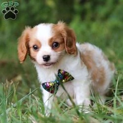 Comet/Cavalier King Charles Spaniel									Puppy/Male	/9 Weeks,Comet is the definition of “pawsitively” delightful! He has the cutest little face of a AKC Cavalier King Charles Spaniel, always ready to brighten your day with his playful antics. This little guy is incredibly affectionate and loves snuggles, making the perfect cuddle buddy. With bright eyes that seem to sparkle with mischief and warmth, he is always ready to embark on a new adventure or curl up by your side for a relaxing afternoon nap. Whether he’s impressing you with his quick learning abilities during training sessions or showering you with licks and tail wags, his joyful spirit and gentle demeanor make him an irresistible addition to any loving home. His friendly nature, boundless energy and little sparks of spunk will keep you entertained, and his endearing loyalty will warm your heart.