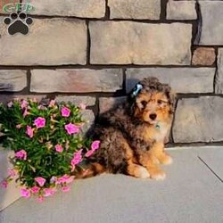 Jasper/Mini Aussiedoodle									Puppy/Male	/8 Weeks,Hi, my name is Jasper. I’m a handsome Blue Merle, I’m up to date on all my shots and wormer   microchipped, and will be vet checked.  My mama is about 25 lbs and my dad is 16lbs. Call or text for more info  