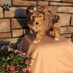 Jasper/Mini Aussiedoodle									Puppy/Male	/8 Weeks,Hi, my name is Jasper. I’m a handsome Blue Merle, I’m up to date on all my shots and wormer   microchipped, and will be vet checked.  My mama is about 25 lbs and my dad is 16lbs. Call or text for more info  