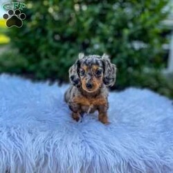 Jewel/Dachshund									Puppy/Female	/8 Weeks,Meet Jewel. This adorable mini long haired Dachshund puppy is well socialized and in a family home. She is vet checked, up to date on shots, and dewormed. 