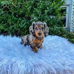 Jewel/Dachshund									Puppy/Female	/8 Weeks,Meet Jewel. This adorable mini long haired Dachshund puppy is well socialized and in a family home. She is vet checked, up to date on shots, and dewormed. 