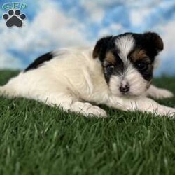 Grace/Yorkie									Puppy/Female	/5 Weeks,Hey There, My name is Grace! I am a very beautiful female Biewer puppy! ! I was born on July 8th, 2024. I am such a sweet little girl! I’m looking for my new family, could that be with you? If you choose me I will come home to you vet checked with my vaccinations and deworming up to date and I will also be microchipped! If you think that I would be the perfect little addition for your family, then please call or text to find out more information about me! I am located in Canton, Ohio!