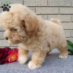 Carmel/Havapoo									Puppy/Female	/9 Weeks,Hi, im a havapoo puppy. I am looking forward to meeting you! I am up to date with my immunizations, my wormer medications, and I have a Micro-chip so that I can be easily identified if I ever become lost! 