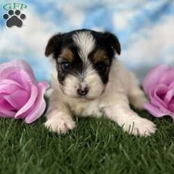 Grace/Yorkie									Puppy/Female	/5 Weeks,Hey There, My name is Grace! I am a very beautiful female Biewer puppy! ! I was born on July 8th, 2024. I am such a sweet little girl! I’m looking for my new family, could that be with you? If you choose me I will come home to you vet checked with my vaccinations and deworming up to date and I will also be microchipped! If you think that I would be the perfect little addition for your family, then please call or text to find out more information about me! I am located in Canton, Ohio!