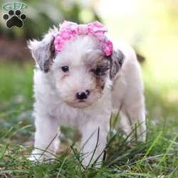 Paisley/Toy Poodle									Puppy/Female	/7 Weeks,Paisley is a total sweetheart! That little face is so incredibly cute…you cannot deny her anything. She is always begging for snuggles and loves having her belly rubbed. Her luxurious curly coat is exactly what you’re looking for in an AKC Toy Poodle. She has super unique coloring and markings making her all the more stunning. She would love to come home with you and promises to be a loyal and loving member of your family! Her darling appearance all began with her parents’ genetics. Dad is named Romeo, a darling, well built Toy Poodle weighing 9 lbs. He has had a full panel of genetic health testing done, ensuring that his babies will not be affected by genetic health issues that are common for the breed. Mama is a super adorable and intelligent girl named Beauty. She weighs in at 10 lbs and has had genetic testing done for CDDY and CDPA. This match has created a gorgeous, healthy litter with great temperaments! This baby comes with AKC registration papers, our one year genetic health guarantee, current on vaccines and dewormer, and is microchipped. We require a deposit as a commitment to reserve this little one. Please reach out to Mary via call or text for more information. (We are available Monday through Saturday)