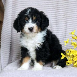 Farah/Mini Aussiedoodle Puppy/Female /June 21st, 2024 Farah/Mini Aussiedoodle Puppy/Female /June 21st, 2024,Farah is a fluffy and fun Miniature Aussiedoodle puppy who is socialized and family raised with children. She is sweet as can be and ready to meet you! This cutie has been seen by a vet, is up to date on shots and de-wormer, and comes home with a health guarantee provided by the breeders. Farah will be a happy addition to her forever family! Learn more about this adorable puppy and schedule a visit to meet her by calling Stephen and Rebecca today!