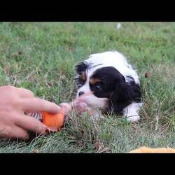 Barnaby/Cavalier King Charles Spaniel									Puppy/Male	/7 Weeks,Meet Barnaby, a friendly little AKC Cavalier King Charles Spaniel puppy! He has a stunning, silky coat and big innocent eyes that will have you attached to him in no time. He is the perfect size to join you on all your everyday activities, big enough to keep up with a fast paced life, but small enough to be by your side no matter where you go. Cavaliers are known for calm and sweet nature, and they are usually great with kids so make wonderful family pets!