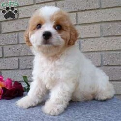 Addy/Cavachon									Puppy/Female	/10 Weeks,Hi, im a Cavashon puppy. I am looking forward to meeting you! I am up to date with my immunizations, my wormer medications, and I have a Micro-chip so that I can be easily identified if I ever become lost! 