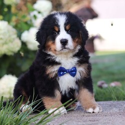 Toby/Bernese Mountain Dog									Puppy/Male	/8 Weeks,Meet Toby, the majestic AKC Bernese Mountain Dog! Toby boasts the classic tri-colored coat of the Bernese Mountain Dog, with rich black, snowy white, and warm rust tones that creates a striking and elegant look. His large, soulful eyes and sturdy build giving him a majestic presence that is hard to resist. Despite his size, he has a playful spirit and loves outdoor activities. Whether it’s a hike in the mountains, a romp in the yard, or a snowy adventure, he will always be up for fun and love spending time in nature!