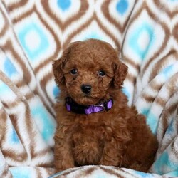 Jill/Toy Poodle									Puppy/Female	/6 Weeks,Meet Jill, a well-socialized Toy Poodle puppy that is being family raised with children. She is vet checked and up to date on shots & wormer plus the breeder provides a 30 day health guarantee for her. And, Jill can be registered with the ACA. To learn more about this cute and cuddly pooch, call the breeder today!