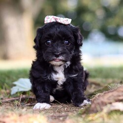 Jewel/Havapoo									Puppy/Female	/8 Weeks,Jewel’s personality is just as enchanting as her appearance. Jewel is an adorable little Havapoo baby. She’s a little social butterfly, always eager to meet new people and make new friends. Whether she’s playfully bouncing around the room with her tail wagging or snuggling up close for a cozy nap, Jewel’s affectionate nature will melt your heart. She’s the perfect companion for both playful adventures and quiet moments of relaxation.