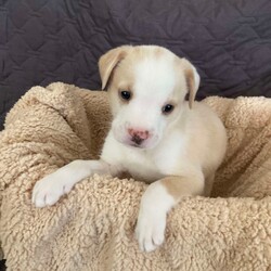 Adopt a dog:Paulie/Yellow Labrador Retriever/Male/Baby,Paulie is up for pre- adoption in TX only!

Meet Paulie, a resilient 6-week-old male puppy with a heartwarming story. Paulie and his seven siblings were found in a box on the side of the road when they were just a week old. Thanks to dedicated bottle-feeding, these little fighters have grown into happy and healthy puppies. While we can't be sure of Paulie's breed, we're guessing he's a mix of Husky, Shepherd, and Lab, and he'll likely grow to be a mid-sized dog around 45-50 pounds. Paulie is now ready to find his forever home where he can continue to thrive!

To see more pictures and videos, copy and paste this link. 
To apply directly for Paulie click the 