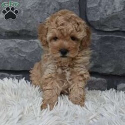 Chief/Toy Poodle									Puppy/Male	/7 Weeks,I offer a one year health guarantee. Up to date on shots and dewormings. I’m looking for a loving indoor home. Shipping options are available anywhere in the US. All Sunday calls are returned on Mondays. Thanks Jon