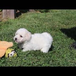 Gem/Bichon Frise									Puppy/Male	/8 Weeks,Meet Gem, an AKC Bichon puppy who’s as charming as can be! With his snow white, fluffy coat and sparkling eyes, Gem is a little bundle of joy. He has a playful spirit but he also loves to cuddle, he makes the best side-kick and snuggle buddy. This breed is known for their lively and playful nature, they also tend to be very smart and eager to please which makes the training process relatively easy. This little guy has a happy energy that’s contagious, he knows how to brighten any ordinary day!