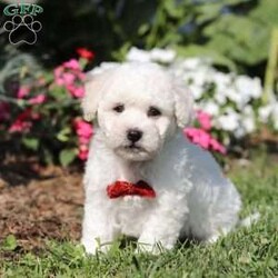 Gem/Bichon Frise									Puppy/Male	/8 Weeks,Meet Gem, an AKC Bichon puppy who’s as charming as can be! With his snow white, fluffy coat and sparkling eyes, Gem is a little bundle of joy. He has a playful spirit but he also loves to cuddle, he makes the best side-kick and snuggle buddy. This breed is known for their lively and playful nature, they also tend to be very smart and eager to please which makes the training process relatively easy. This little guy has a happy energy that’s contagious, he knows how to brighten any ordinary day!