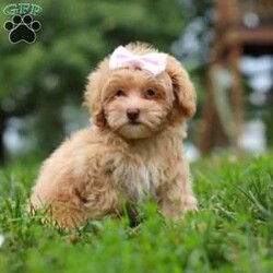 Dixie/Maltipoo									Puppy/Female	/10 Weeks,Meet Dixie, an adorable Maltipoo who is ready to fill your home with love and laughter. With her soft, luscious coat and bright, expressive eyes, this little lady is a little ball of fluff who will melt your heart the moment you meet her. This sweet girl is vet checked, up to date on vaccines and dewormers, and microchipped, ensuring that she’s in perfect health and ready to join her forever family.