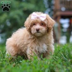 Dixie/Maltipoo									Puppy/Female	/10 Weeks,Meet Dixie, an adorable Maltipoo who is ready to fill your home with love and laughter. With her soft, luscious coat and bright, expressive eyes, this little lady is a little ball of fluff who will melt your heart the moment you meet her. This sweet girl is vet checked, up to date on vaccines and dewormers, and microchipped, ensuring that she’s in perfect health and ready to join her forever family.