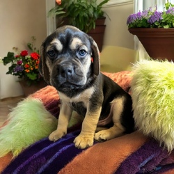 Adopt a dog:Vader/Puggle/Male/Baby,THE FOLLOWING PET IS BEING FOSTERED NEAR FORT COLLINS, CO!

In a galaxy not so far away, a bold puggle named Vader is ready to embark on his journey to find a forever home. Born on July 30, 2024, Vader is one of eight Star Wars puppies, each with a unique personality. His brave mama, Tattooine, gave birth at a shelter after being abandoned as a pregnant stray. Just one day after entering the world, Vader and his siblings were rescued and brought to a loving foster home in Fort Collins, CO.

Vader is a spirited and playful pup with a striking coat and a mischievous charm that sets him apart. While he may have a name that echoes a dark side, Vader’s heart is pure and full of love. He’s quick to engage in a game of tug-of-war or chase, and he has a knack for turning everyday moments into epic adventures. As he grows, Vader’s playful energy and strong personality will make him the perfect companion for someone who appreciates a little bit of spunk with their snuggles. Vader will be ready to join his forever family when he turns 8 weeks old. Are you ready to welcome this little force of nature into your life? The adventure awaits.

OUR DOGS ARE FOSTERED IN TEXAS OR COLORADO BUT AVAILABLE FOR ADOPTION AND TRANSPORT OUT OF STATE. Read below for more information.

All of our dogs are located in a foster home in Texas or Colorado. Our dogs are transported to a predetermined location agreed upon by the rescue. The adoption contract and fee are finalized prior to transport. As a Mutts N Such direct adoption, the adoption interview/meet and greet occurs on video call (Skype, FB Messenger call, Facetime, etc.).

Our out of state adoption fee is $350 plus transport (varies by location). This fee includes all current vaccinations, deworming, a registered microchip, fecal analysis, spay/neuter for pets 6 months & older, and a heartworm test if over 6 months old. All dogs will be current on flea/heartworm prevention. A health exam will be completed and a certificate issued by a veterinarian within 10 days of departure.

If you are interested in adopting, please complete our application:

https://petstablished.com/adoption_form/57167/generic

Note: MNS reserves the right to deny any application that is deemed unsuitable for the animal. Please be aware that our animal adoptions are NOT on a first come- first serve basis. Our sole purpose is to find the best possible home for the animals that fall under our care.