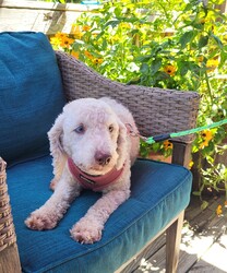 Adopt a dog:Frankie/Miniature Poodle/Male/Young,Frankie is a 2 yr old male Miniature Poodle, with beautiful blue eyes, weighing in at about 15 lbs.  He came from a breeder in Ohio.  The owner's wife has cancer and they went to Mexico for treatments.  I was given several young dogs, which is unusual for a breeder.  Frankie is one of the friendliest pups in this group and will settle into a home quickly.  He gets along great with other dogs and will be fine with mannerly kids, too.  Frankie is neutered, up to date on shots, HW neg. and microchipped, too.  If you think he might be a good fit for you, please contact me at debwolfecorgis@gmail.com for an application or go to my Petfinder site and fill out the online application.  His adoption fee is $550.0.