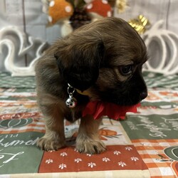 Adopt a dog:Foxy/Tibetan Spaniel/Female/Baby,Everyone, meet Foxy, the adorable puppy with a heart of gold! Foxy is a friendly and funny little pooch with lots of love to give. She is gentle, loyal, and playful, and she's always up for an adventure. Despite her small size, Foxy has a big personality and is always eager to learn new things and make new friends. She is great with children and would make an excellent addition to a family who is looking for a new furry member. Foxy is quiet and affectionate and will be your best friend from the moment you meet her. She is a very curious dog, and will explore and sniff around everywhere she goes. She loves a good snuggle and often gets told that she is the best cuddler in the world. If you're looking for a furry friend who will stick by your side through thick and thin, Foxy is the one for you! Come and meet her today and be prepared to fall in love.