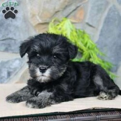 Darla/Miniature Schnauzer									Puppy/Female	/July 5th, 2024,Meet this adorable Miniature Schnauzer puppy with a natural tail and natural ears! This rare beauty comes up to date on shots and dewormer and vet checked! Both parents are our family pets and the puppies are very well socialized with children. If you are looking for a frisky, sweet, and attention motivated little puppy contact us today! 