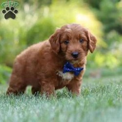 Brett/Goldendoodle									Puppy/Male	/8 Weeks,Meet Brett, the handsome F1 Mini Goldendoodle! He is the perfect blend of Poodle and Goldendoodle puppy, with soft curls that bounce with every step he takes. His twinkling eyes mirror the mischief he gets into, and his little tail never stops wagging, spreading joy wherever he goes. With his endearing puppy eyes and a penchant for cuddles, he loves playtime and learning new tricks to impress his favorite humans. With this little one around, every day is a new adventure filled with puppy love and endless tail wags!