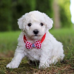 Rex/Bichon Frise									Puppy/Male	/7 Weeks,Meet Rex, the sweetest little Bichon boy with a heart as big as his fluffy coat! This little guy is more than just a pretty face he’s a bundle of love and personality wrapped in a pint-sized package. Whether he’s romping around with his toys or curling up in your lap for a cozy nap, this pup knows how to make every moment special. His gentle demeanor and curious spirit make him the perfect companion for any family, ready to bring happiness into your home.