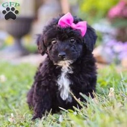 Violet/Miniature Poodle									Puppy/Female	/8 Weeks,Meet the most adorable AKC Mini Poodle puppy named Violet! Known for their intelligence and elegance, Poodles are more than just their curly coats they’re one of the most versatile and trainable breeds, making them a perfect fit for families, singles, or anyone looking for a best friend. If you’re looking for a loyal, intelligent, and loving companion you have come to the right place.