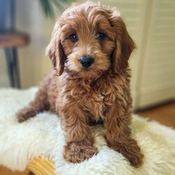 Bobby/Mini Goldendoodle									Puppy/Male	/July 5th, 2024,Bobby is a beautiful F1bb male mini golden doodle. He is part of our family and is used to kids, pets and noise! He is vet-checked, microchipped and up to date on vaccines and dewormer. He comes with a 1 yr health guarantee. He has began the basics of crate training.