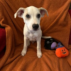 Adopt a dog:Carlos/Terrier/Male/Young,We are proud to present the cutest littler of puppies! These little guys and gals will melt your heart with their sweet little faces and cute playful nature. The puppies are 3 1/2 months old and weigh between 12 and 20 lbs. They are terrier mix and are expected to be small dogs. Mom weighs about 25 lbs. The puppies are currently pee pad trained and are learning potty training with access to the yard and patio as a play space.

Don’t let their size fool you! Carlos weighs 15 lbs. Carlos and the rest of the litter are full of playful energy and can be seen running across the patio as if they are racing.

Carlos will be adopted out with a spay/neuter contract that will include a $100 refundable deposit. This deposit will be refunded once the rescue receives proof of surgery from your vet. Adoption won't be finalized until the dog is sterilized.

Carlos is being fostered in Donna, TX but will make the trip to the east coast for an approved adopter.  Puppies are adopted out separately however we are willing to give a discount if adopter chooses to adopt two puppies together.  Please submit an application via our website, anassafehavenrescue.org if you would like to be considered for adoption.  ***Transport is included in adoption fee.***.