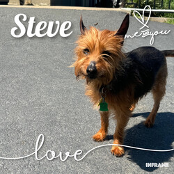 Adopt a dog:Steve/Yorkshire Terrier/Male/Senior,Meet Steve: Your New Best Friend and Family Buddy!

Hi there! I’m Steve, a 7-year-old sweetheart who’s on the lookout for my forever home. I used to go by the name Lunchbox when I was down in Texas, but now that I’m up here and out of the heat, I’m ready for a fresh start!

A Bit About Me:

Age: 7 years young
Special Traits: Sweet, loving, and a big fan of children
My Personality: I’m a charming boy with a heart full of love. I’ve had a bit of a journey, having once lived with a family and now finding myself in a wonderful foster home. I’ve had a blast there, hanging out with dogs, cats, and especially kids—I absolutely adore children! I’m potty trained, house trained, and always ready for fun.

My Quirks: I might have a touch of FOMO (Fear of Missing Out), but it’s just because I want to be part of all the cool things you’re doing. I’ll be your loyal sidekick and make sure we never miss an adventure together!

What I’m Looking For: I’m searching for a loving family who will appreciate my sweet nature and include me in all their activities. I promise to bring joy, love, and a little bit of playful enthusiasm into your home.

If you’re ready for a wonderful companion who will be thrilled to join you in every activity and offer endless affection, I’m your guy! Apply to adopt Steve today and let’s start our new adventure together!